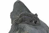 Kayserops megaspina Trilobite - Bou Lachrhal, Morocco #347287-2